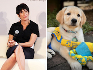 Ghislaine Maxwell, recently transferred to a minimum-security prison camp in Texas, will not be allowed to participate in the facility's service dog training program.