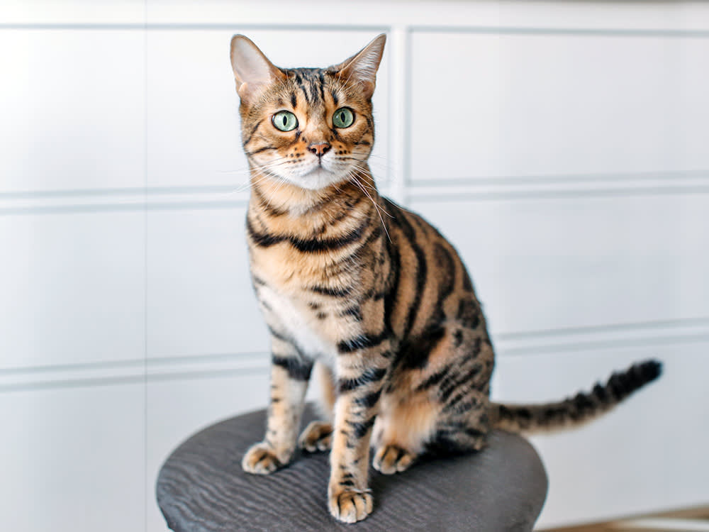 Bengal cat