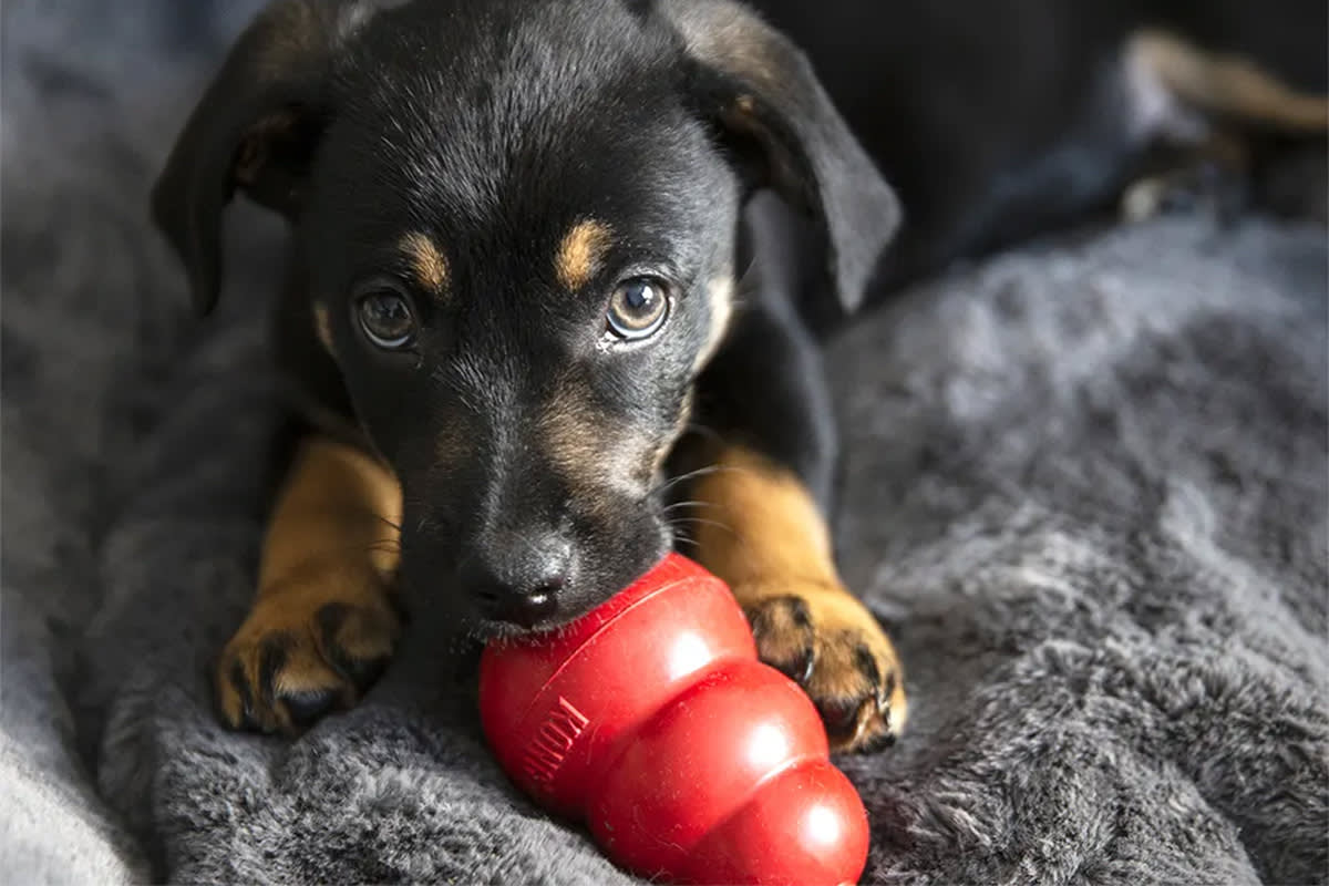 Dog with a Kong