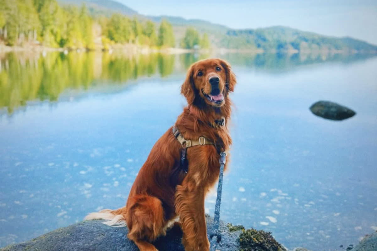 dog at Olympic National Park