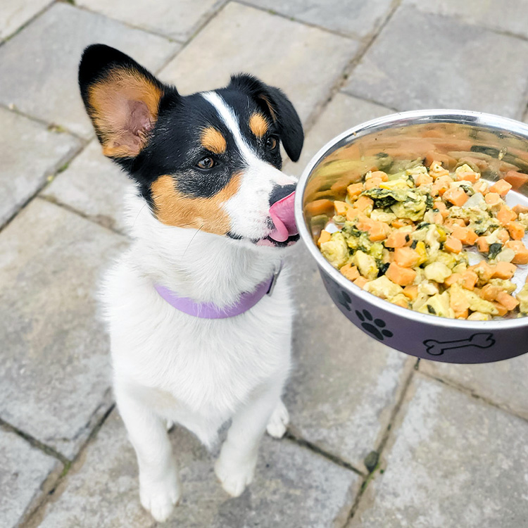 What Is the Best Puppy Food for Small Breeds Kinship