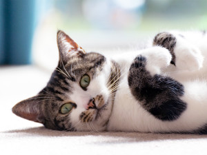 tri-colour, calico cat, white, black and tabby cat lying on their back with their paws lifted, looking at the camera