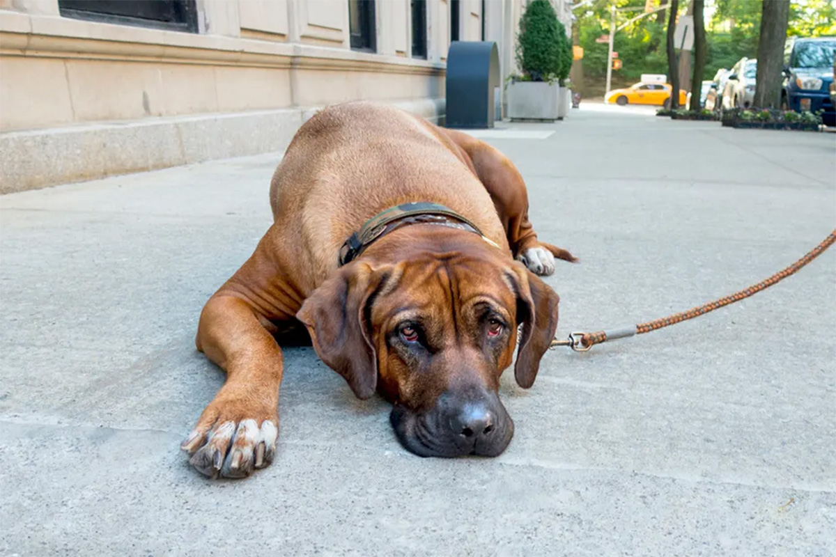 Dog lying down on a sidewalk
