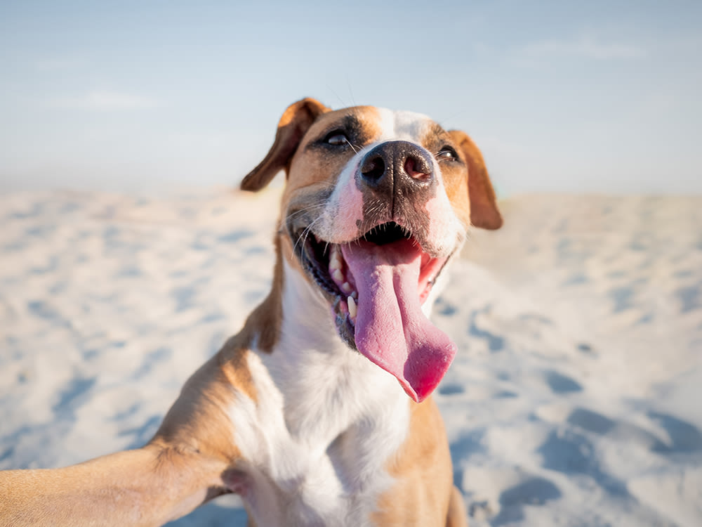Dog in the sand smiling at the camera