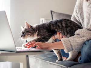 Cat looking at laptop with woman at home.
