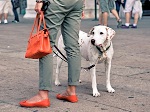 Woman walking dog on the sidewalk of New York City.