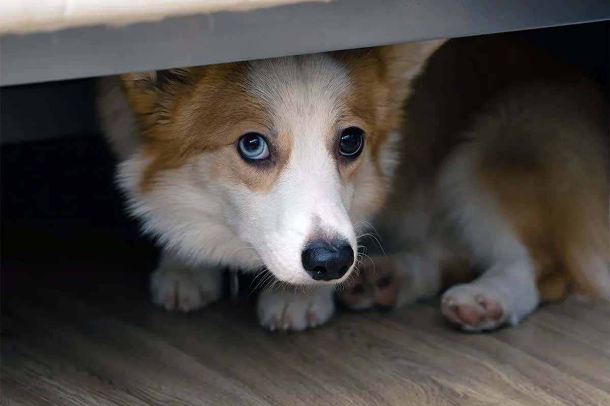 dog hiding under a bed