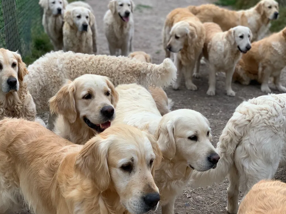 Golden Retriever Experiment
