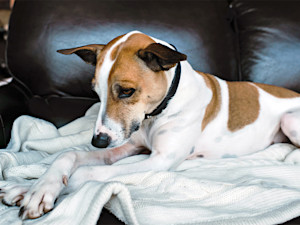 Guilty dog laying on the couch.