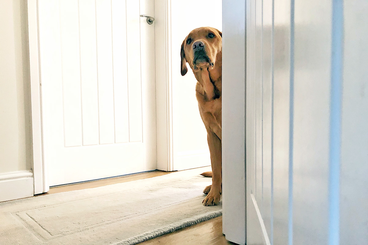 Dog peering from behind a door