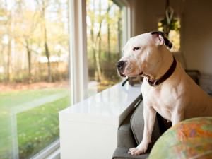 Muscular white pit bull stands on couch, looking out window to sunny fall day.
