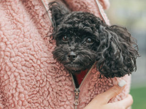 Closeup shot of a person holding a dog close to their chest