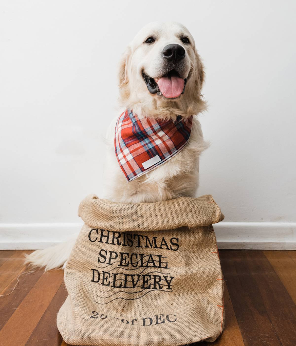 golden retriever dog in a christmas present sack