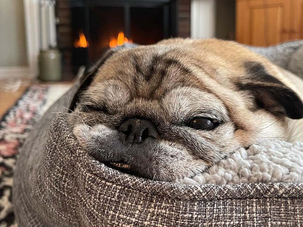 how cold is too cold for a pug