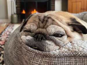 Noodle the dog laying on a dog bed in front of a fireplace 