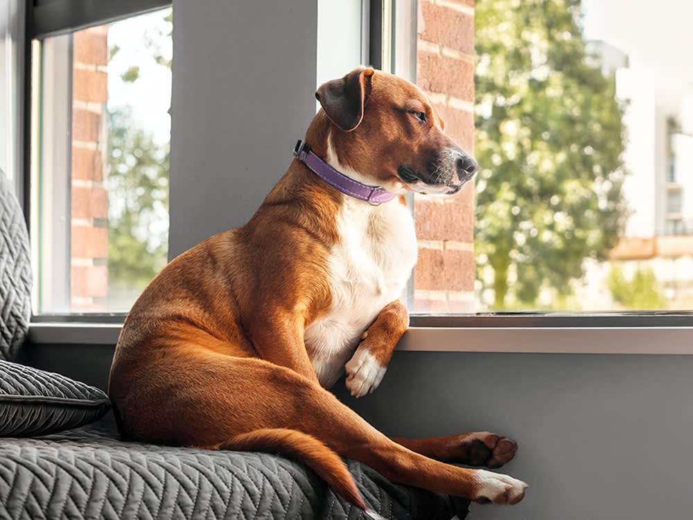 Sad dog waiting alone by the window.