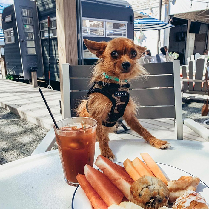a small dog sits at a chair at Park and Field