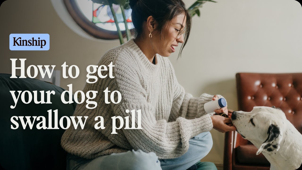 Dog Won't Take Pills? TRY THIS!