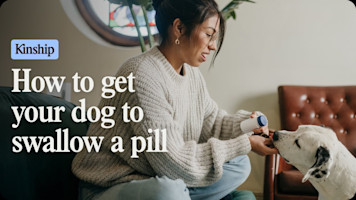 Dog Won't Take Pills? TRY THIS!