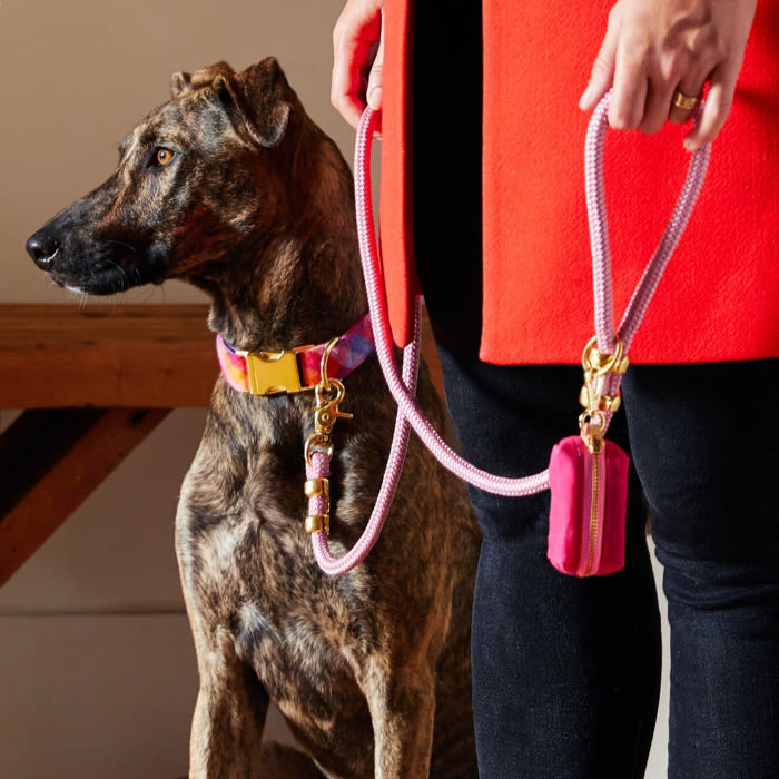 brown dog with leash and collar