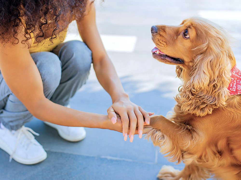 Woman meeting dog outside.