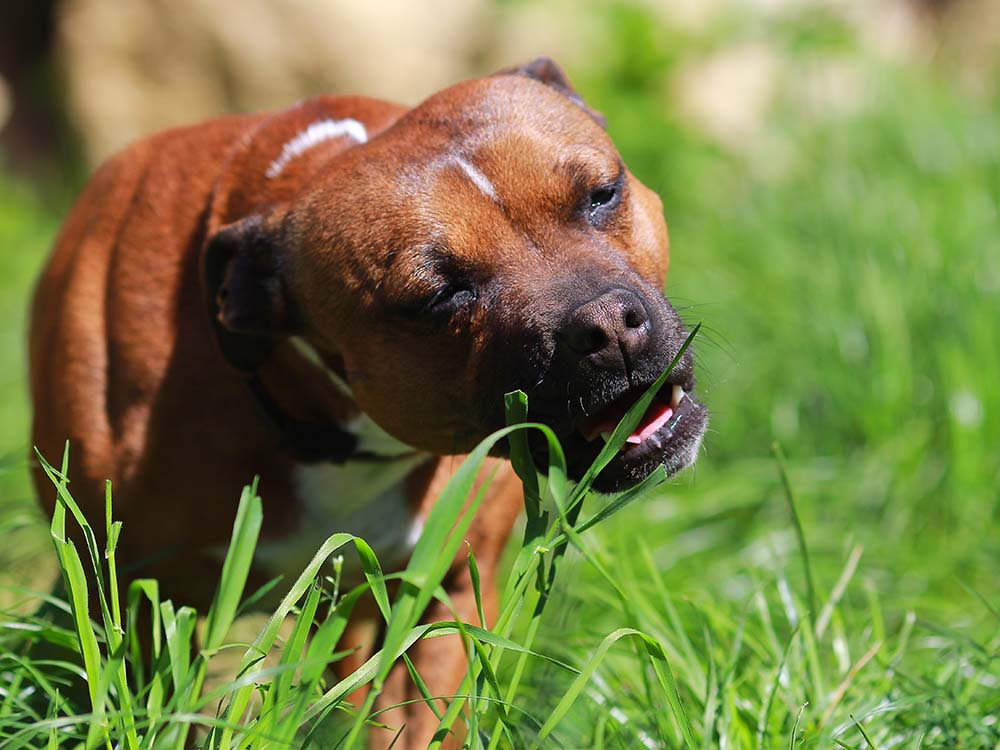 Staffordshire bull terrier dog eating grass