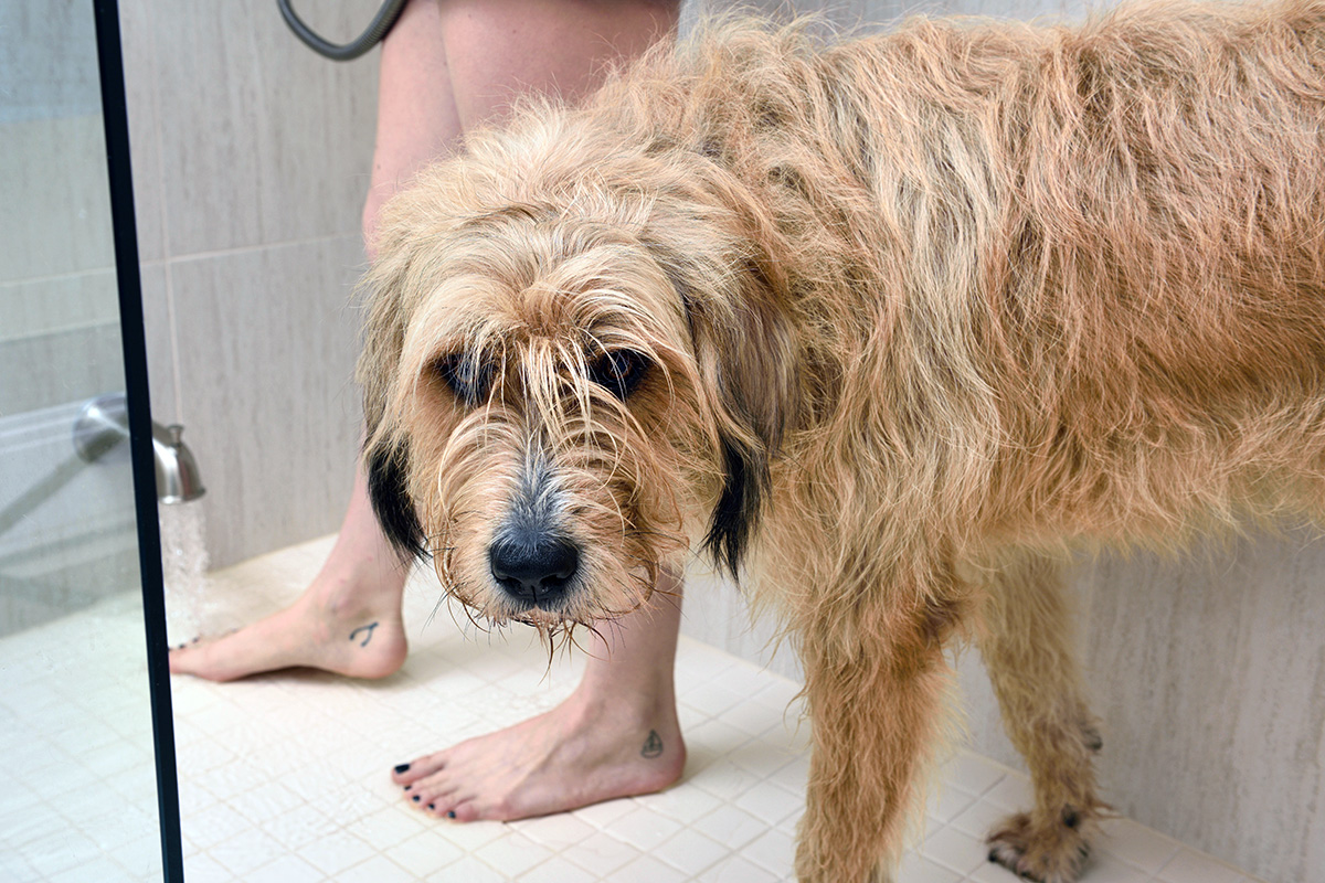 dog in shower
