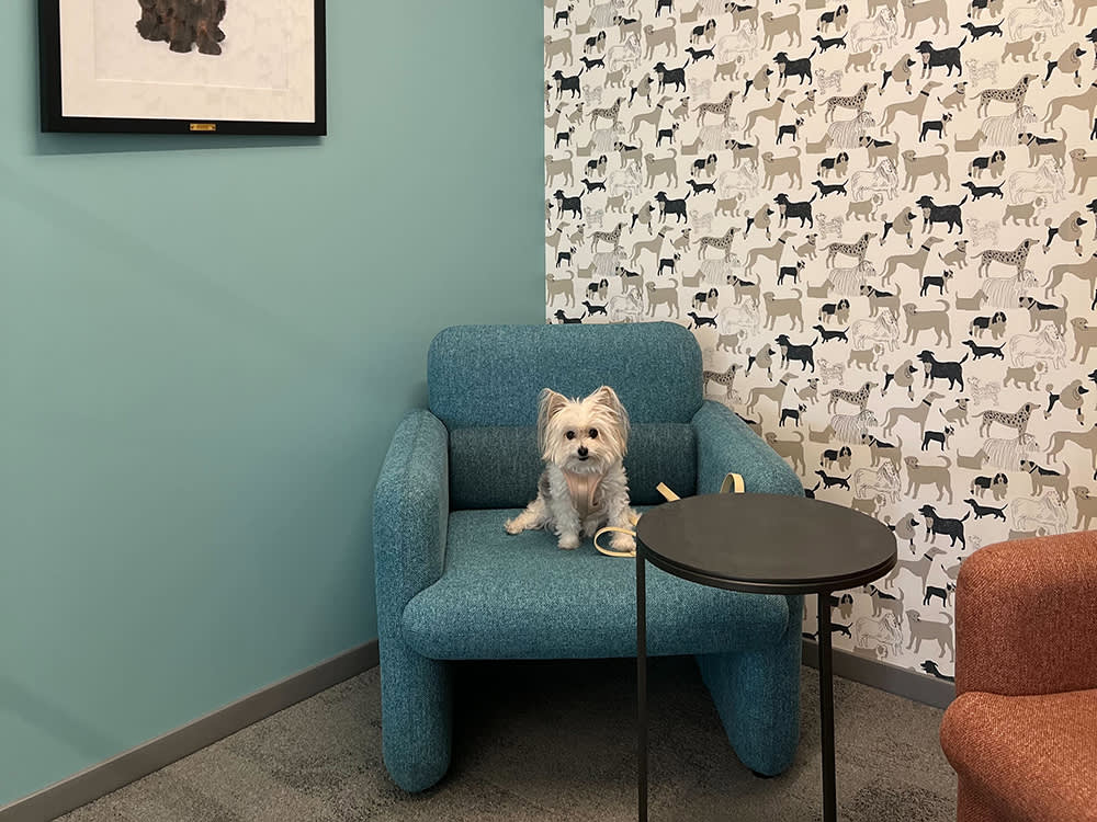 dog in chair in Kinship offices