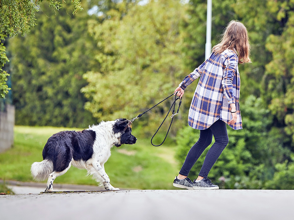 Woman trying to walk her dog outside on a leash.