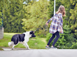 Woman trying to walk her dog outside on a leash.
