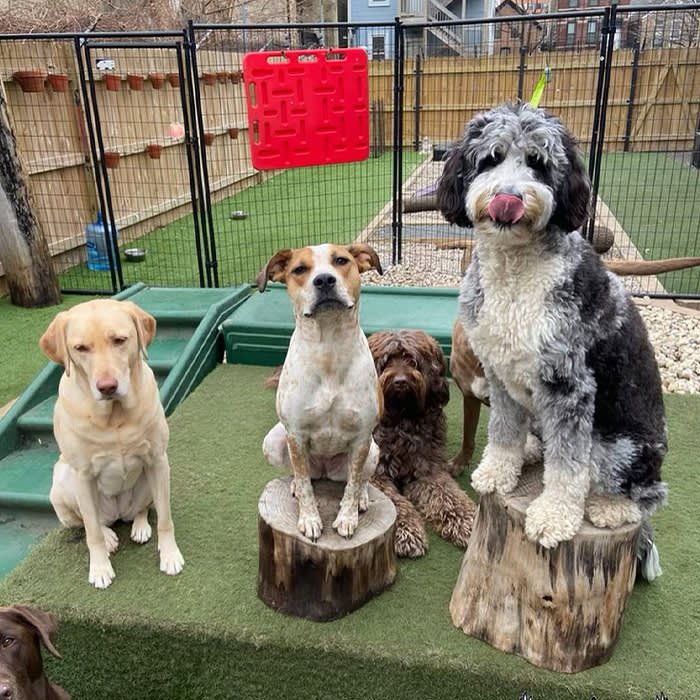 4 dogs at a play space at Rockstar Pets