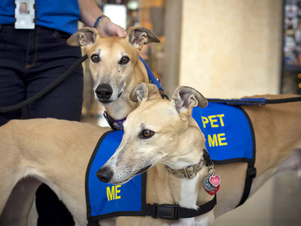 Two Greyhounds with vests that are airport therapy dogs for CLT
