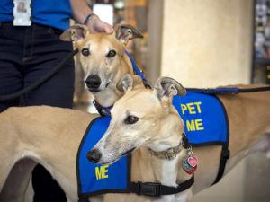 Two Greyhounds with vests that are airport therapy dogs for CLT