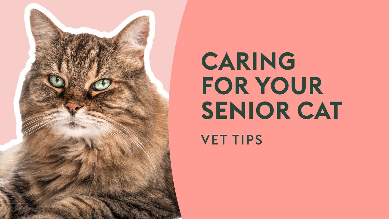 Caring for Your Senior Cat | Vet Tips 