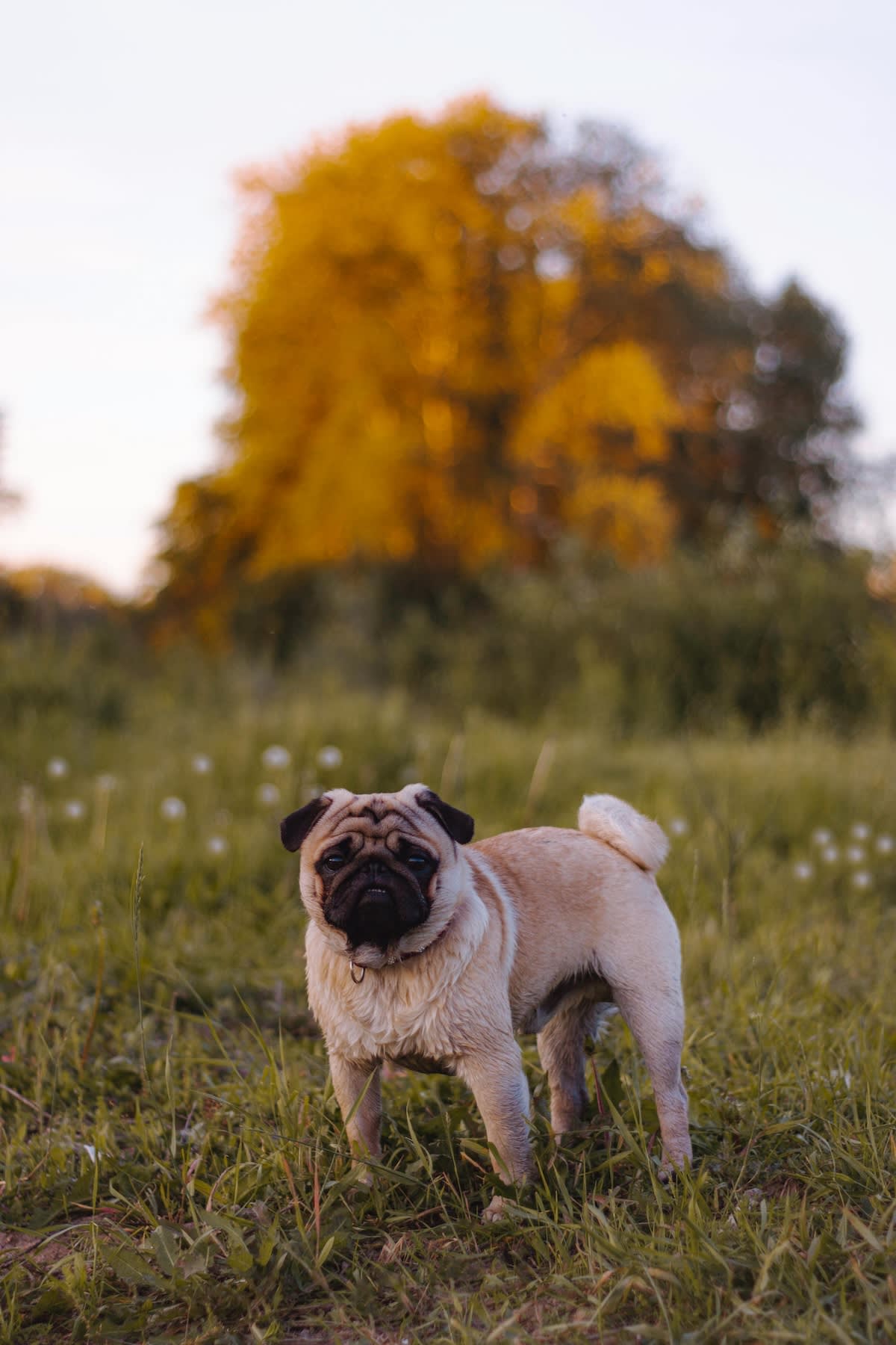a pug stands in a grassy meadow
