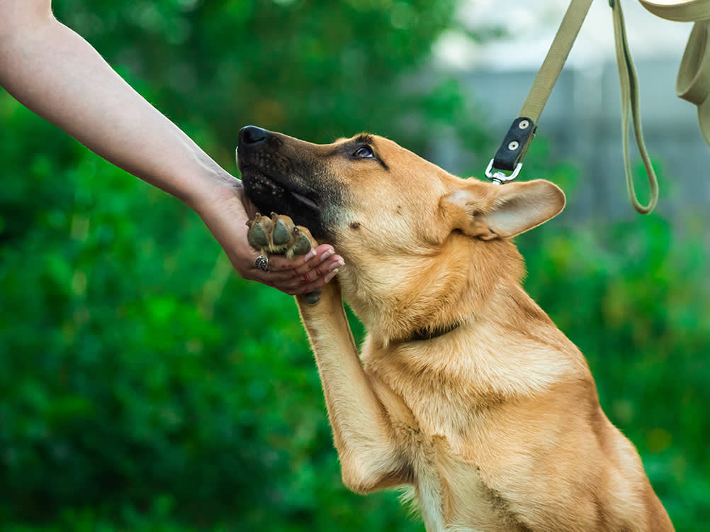 Pet parent comforting anxious dog by holding their paw
