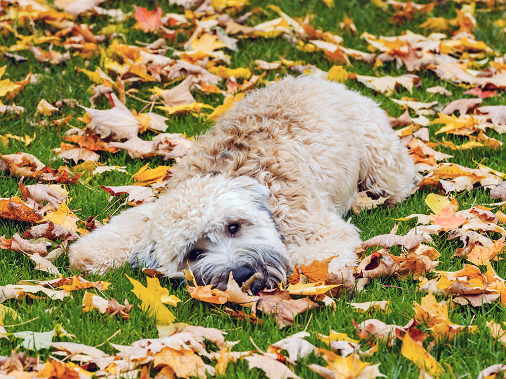 a fluffy dog lies on the grass surrounded by autumn leaves