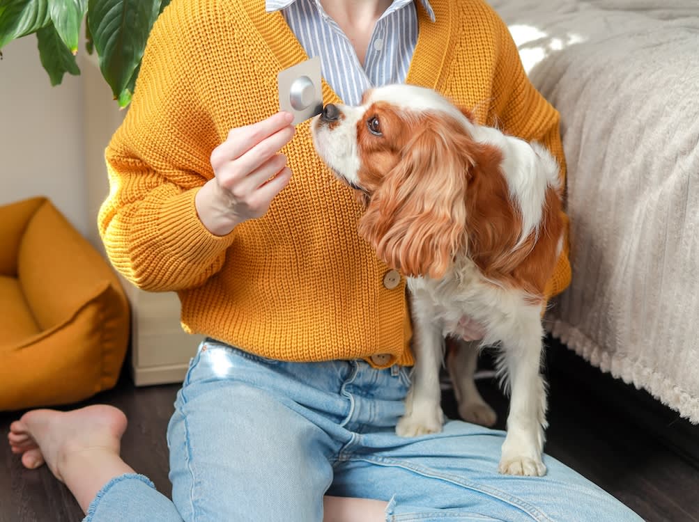 a woman in a yellow jumper offers a dog a pill in a pill packet