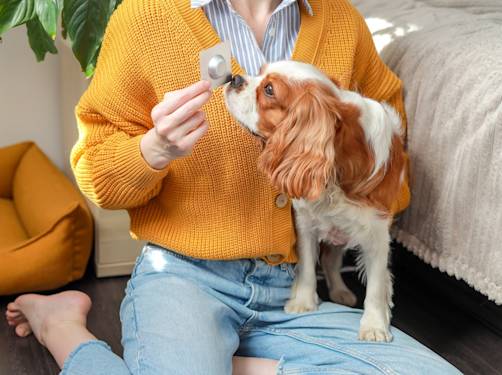 How Often Should You Worm Your Dog? · Kinship