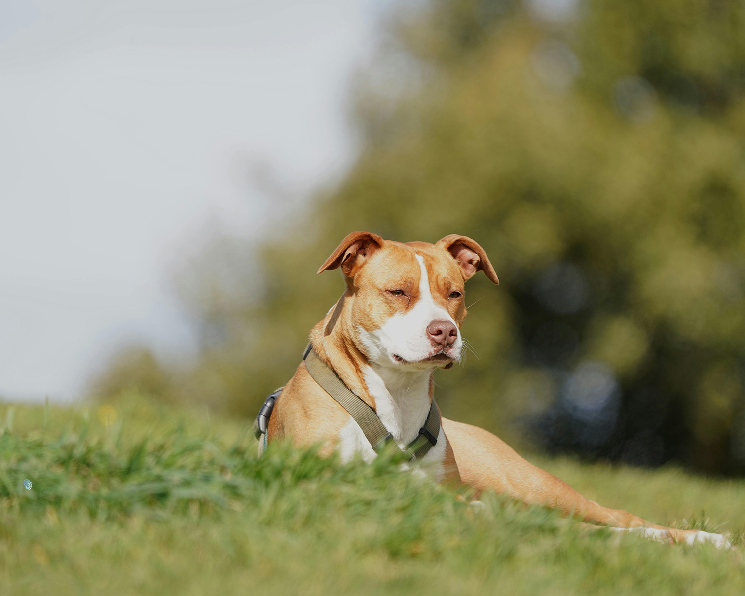 Dog lying in the sun in the grass
