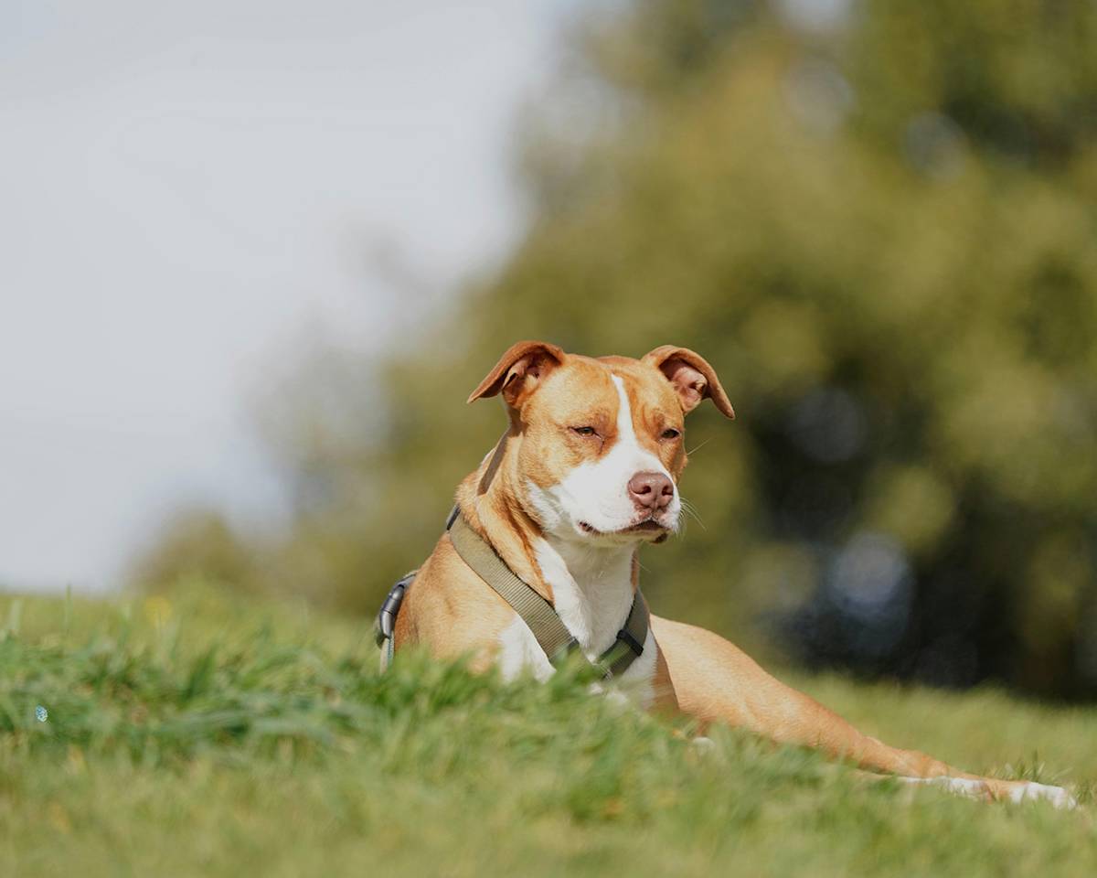 Dog lying in the sun in the grass