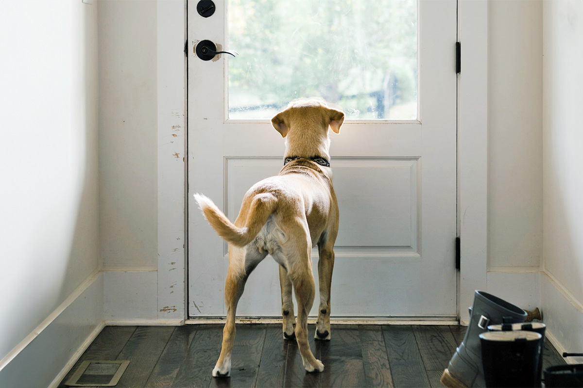dog waiting by door