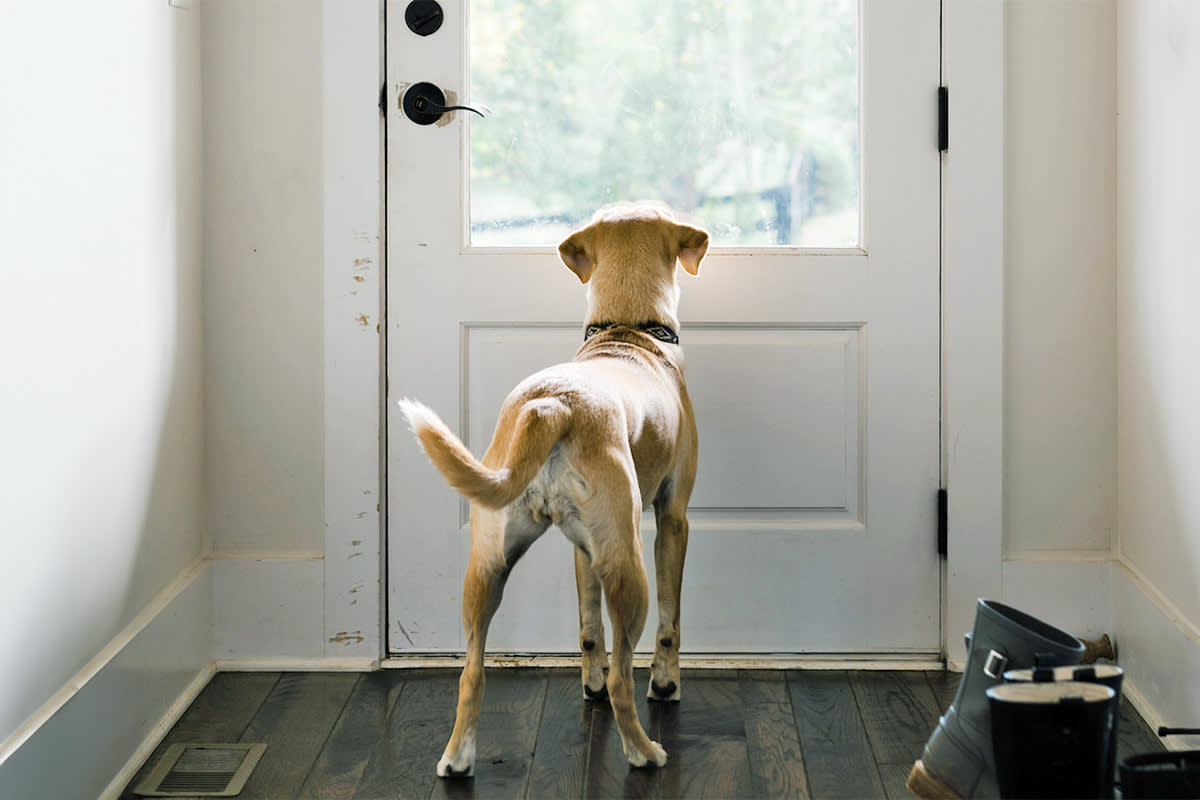 dog waiting by door