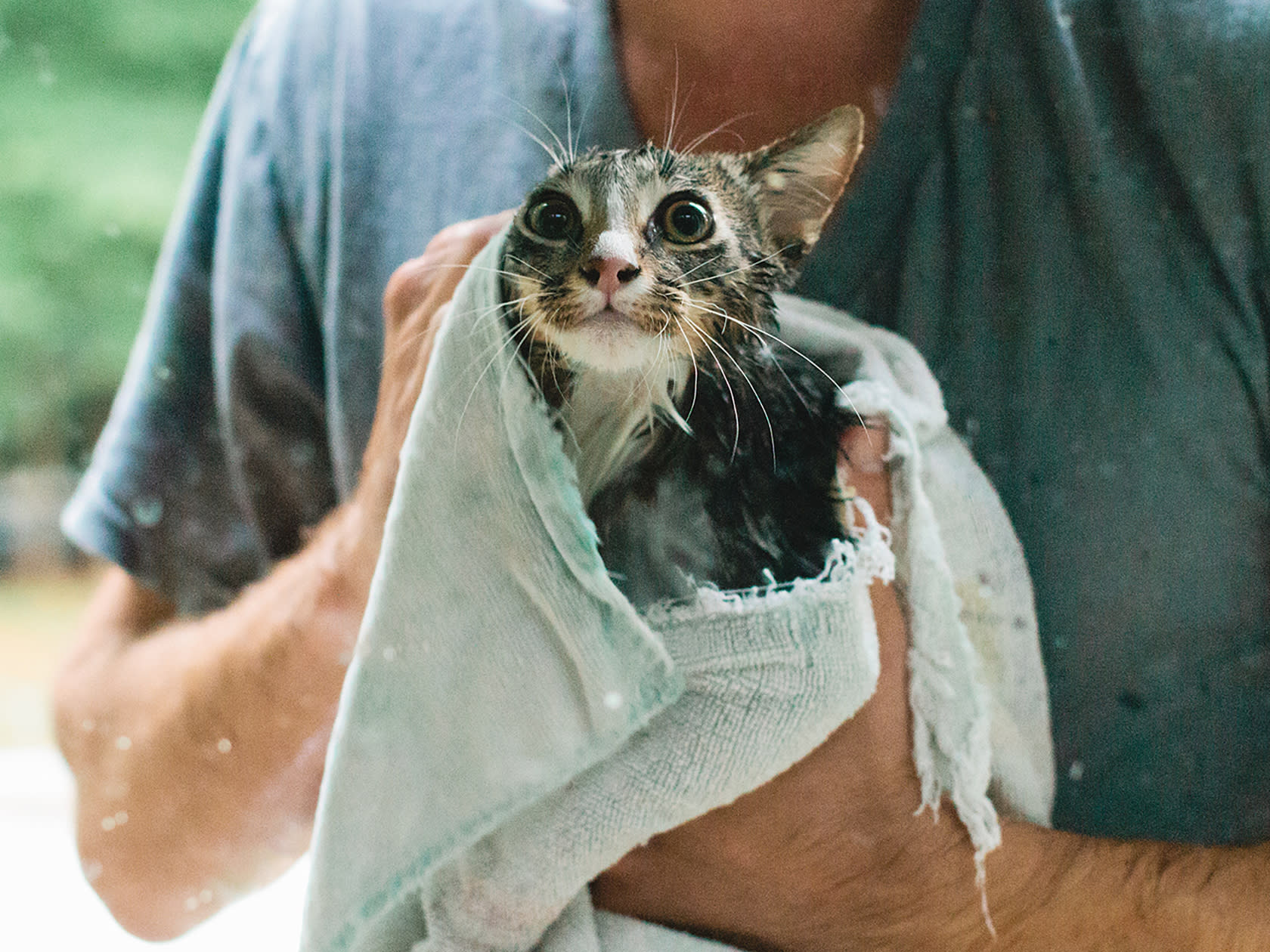 cat wrapped in towel after bath