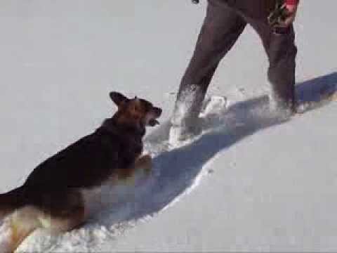 Dog Stepping on Snowshoes