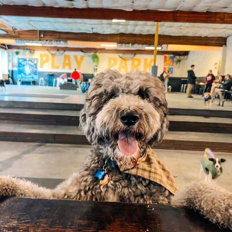 Indoor cheap puppy playground