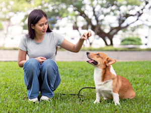 Woman training her Corgi dog outside in the grass.