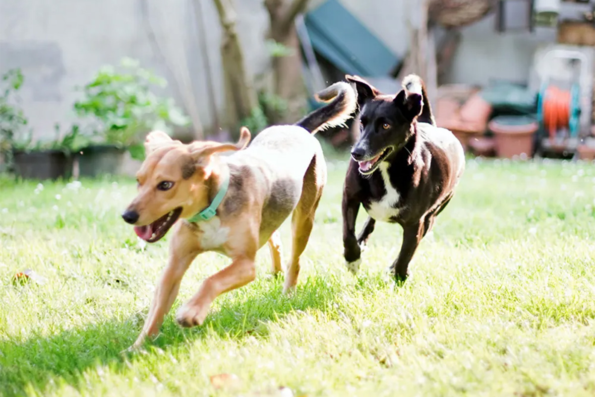 dogs chasing each other 