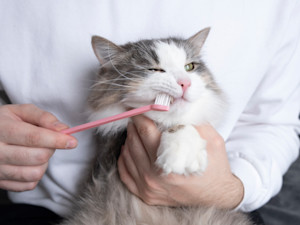 A person brushing the teeth of a fluffy cat.