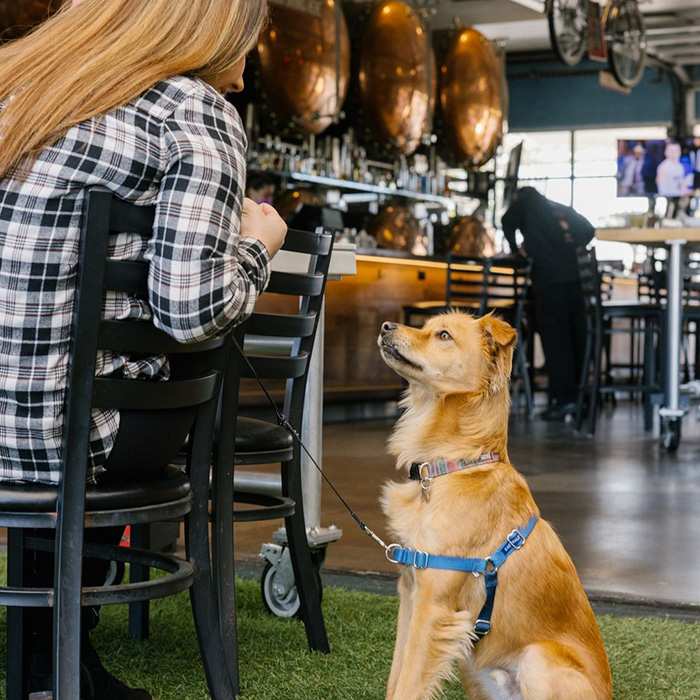 a dog getting a treat at the Brews Hall